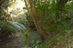 1-pristine-rainforest-hugged-by-jacinto-creek-dsc00811_017ed309-5805-4cbf-a822-c57ade761cef