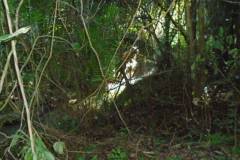 30-81-rugged-terrain-jacinto-creek-through-trees-dsc00791_447fc4b9-dd5a-45c0-8d73-5a352bd08e12