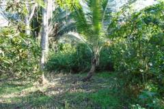 serene-clearing-coconut-breadfruit-mango-trees-dsc00813_f3fc4744-765a-4331-82ba-d19a18fb0359