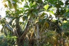 ted-s-30-81-bread-fruit-trees-dsc00798_b8553b57-563c-44bd-a057-286754bbf8a3