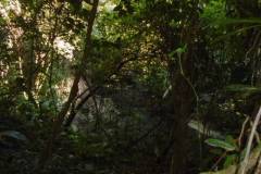ted-s-30-81-dense-rainforest-dsc00792_19e9d7e8-cd01-41ba-b24f-66d456d44a22