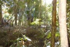 ted-s-30-81-exquisitive-clearing-dsc00786_5db77d88-e2f5-4995-b81a-7c2a3f8753b1