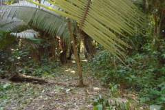 ted-s-30-81-peaceful-picado-dsc00763_2039c3b9-65bd-47d6-a6e5-9630035d1cbb