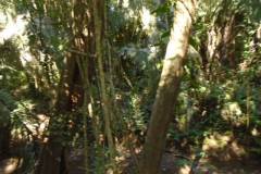 ted-s-30-81-thic-growth-vegetation-dsc00762_bd47ee6f-e07c-4c1f-8aac-aaa216c4e903